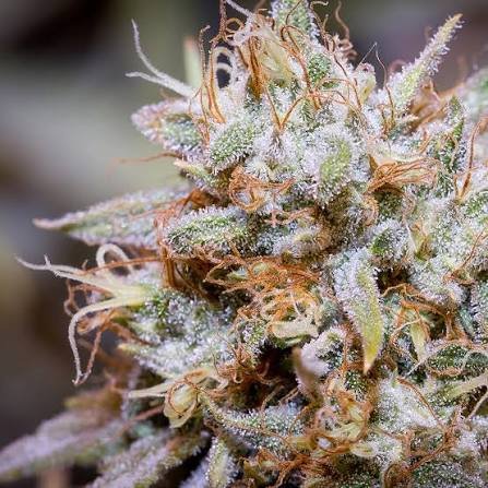 White widow THC 18%